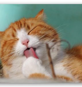 nutrición para gatitos