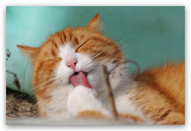 nutrición para gatitos