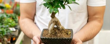 Bonsái en venta